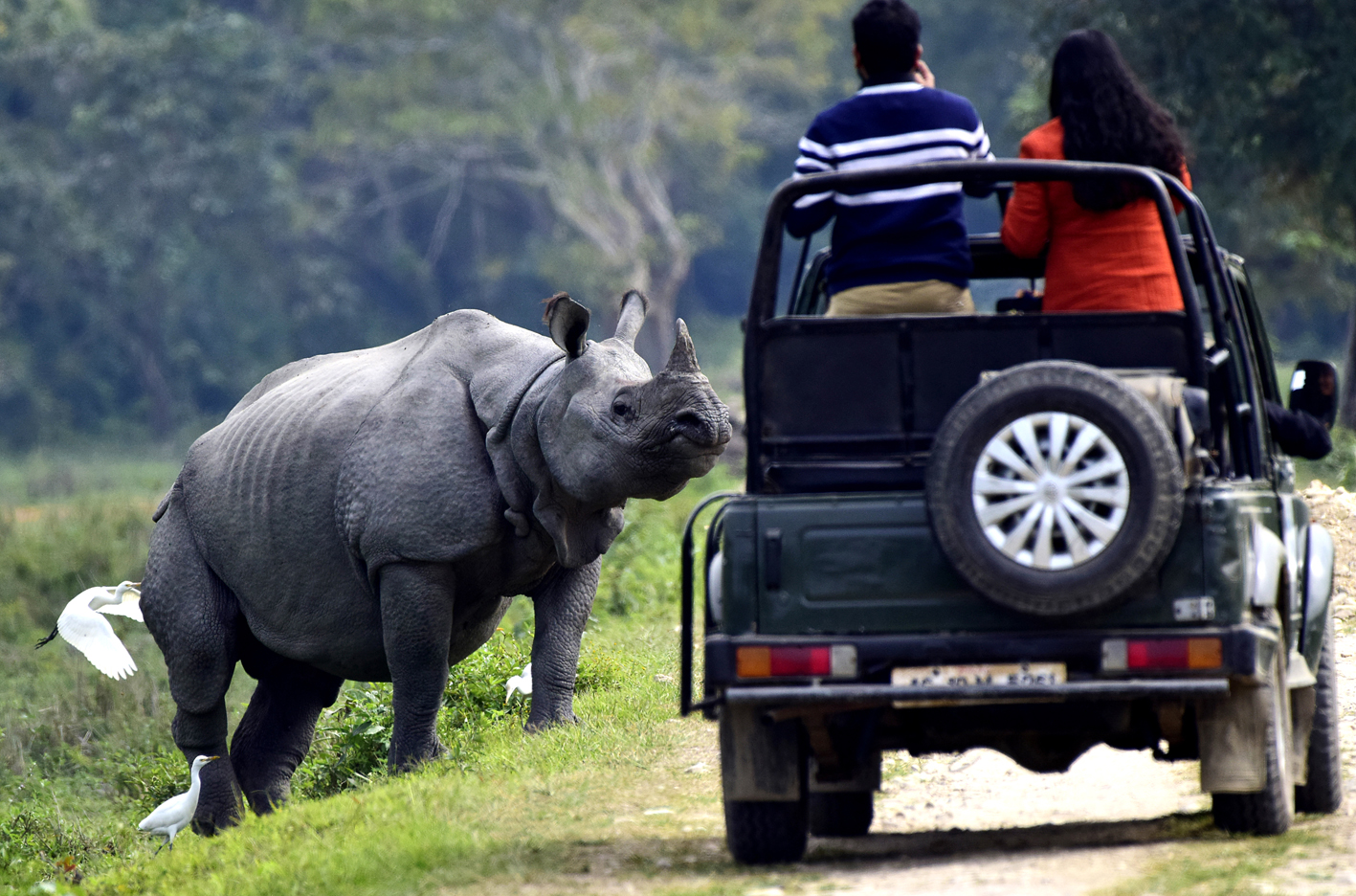 Wildlife Safari Tours